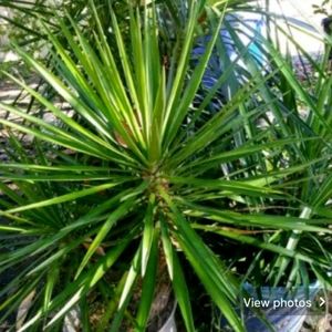 Dracena Marginata aka Yucca 3 to 5 feet tall in po